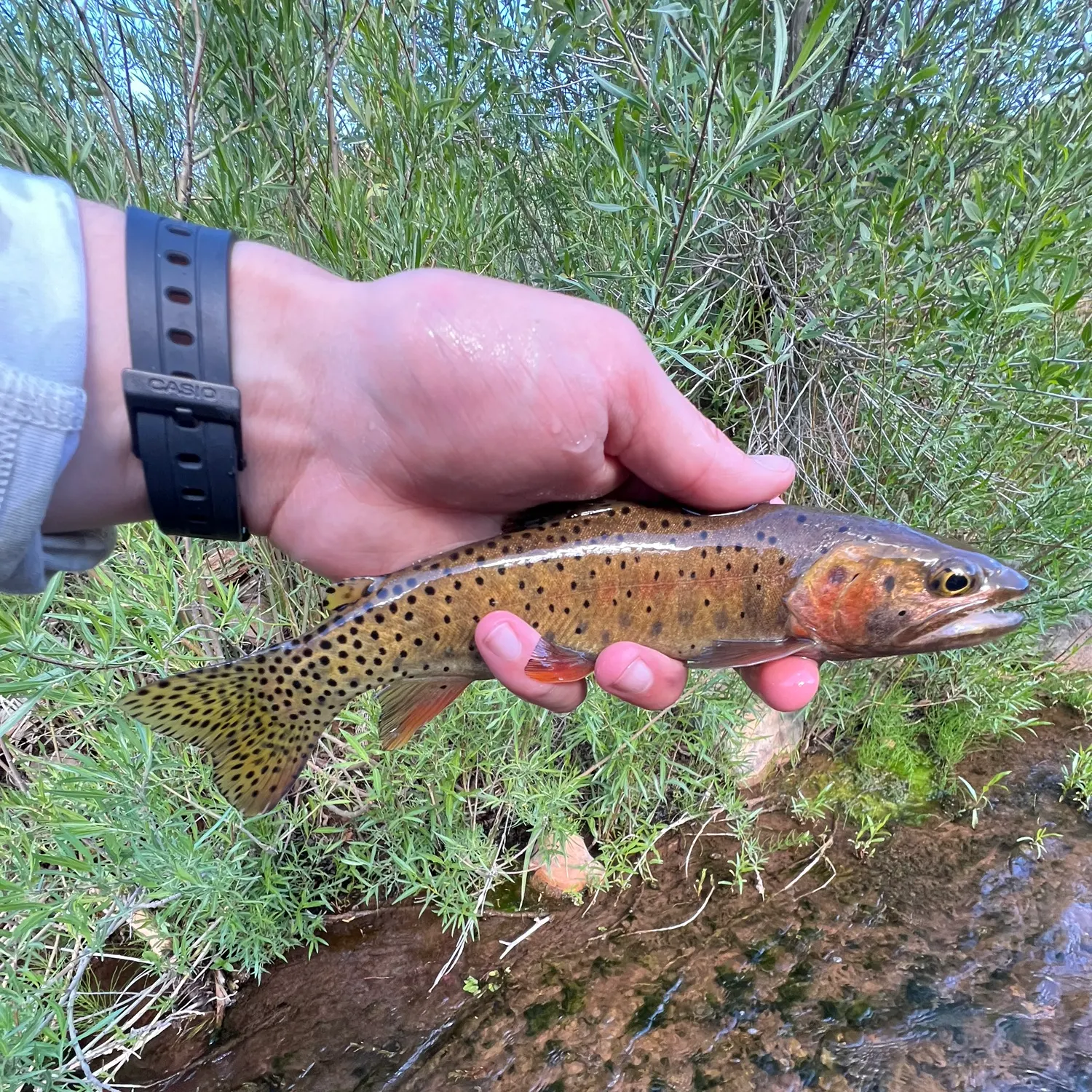 The most recent Bonneville cutthroat trout catches on Fishbrain
