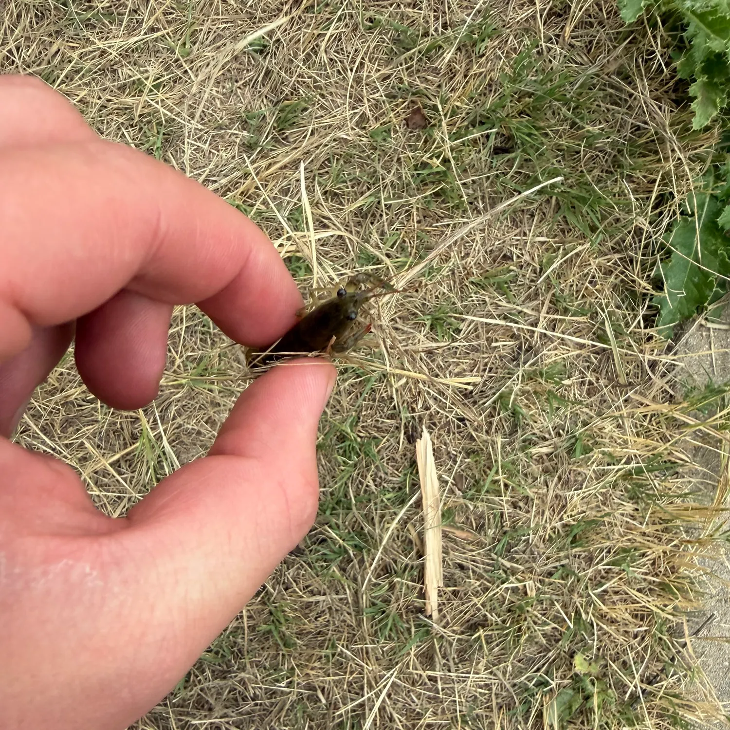 The most recent Signal crayfish catches on Fishbrain