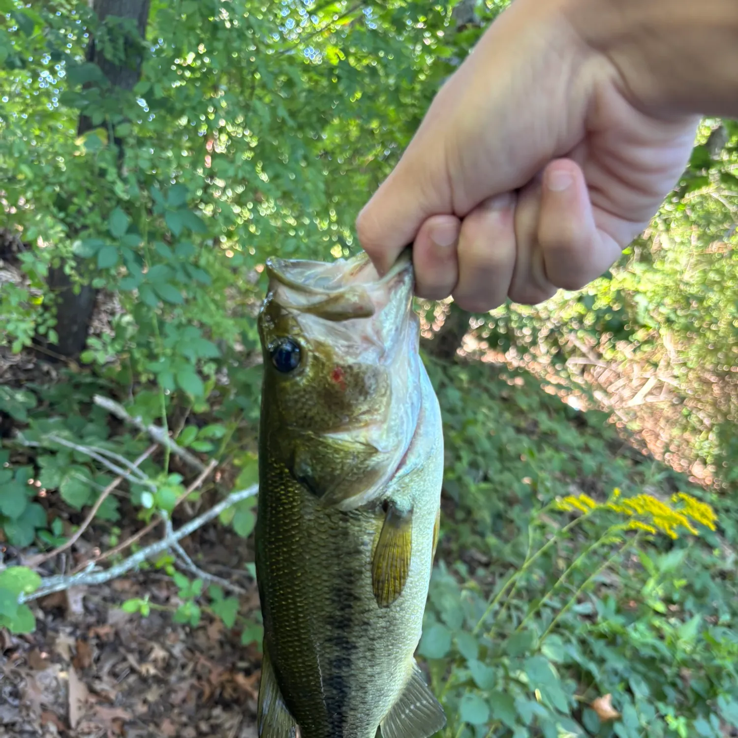 Largemouth bass caught on Fishbrain