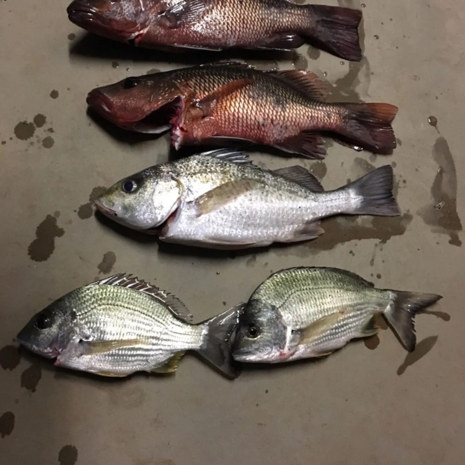 recently logged catches