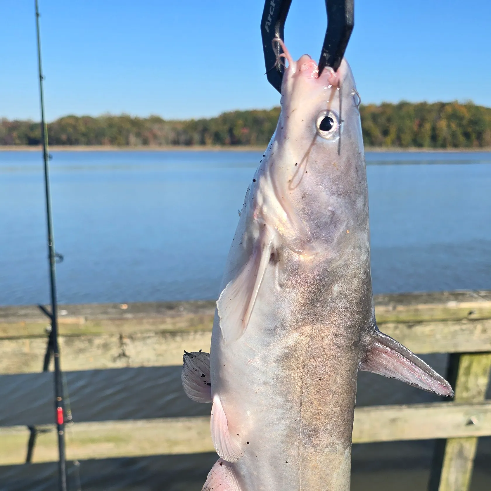 Blue catfish caught on Fishbrain