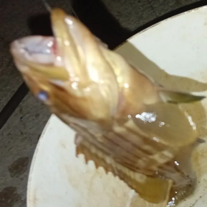 The most recent Dusky grouper catches on Fishbrain