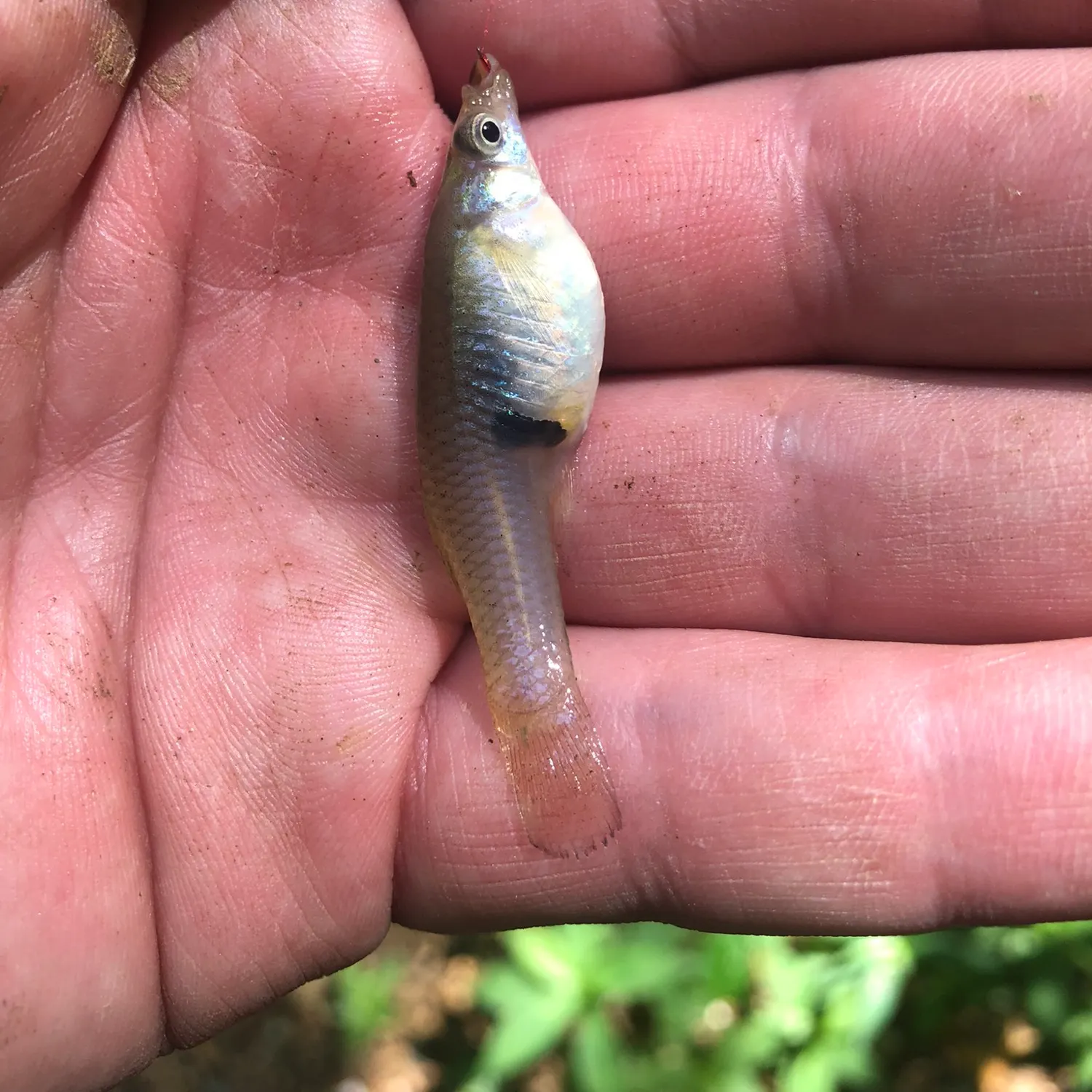 Eastern mosquitofish caught on Fishbrain