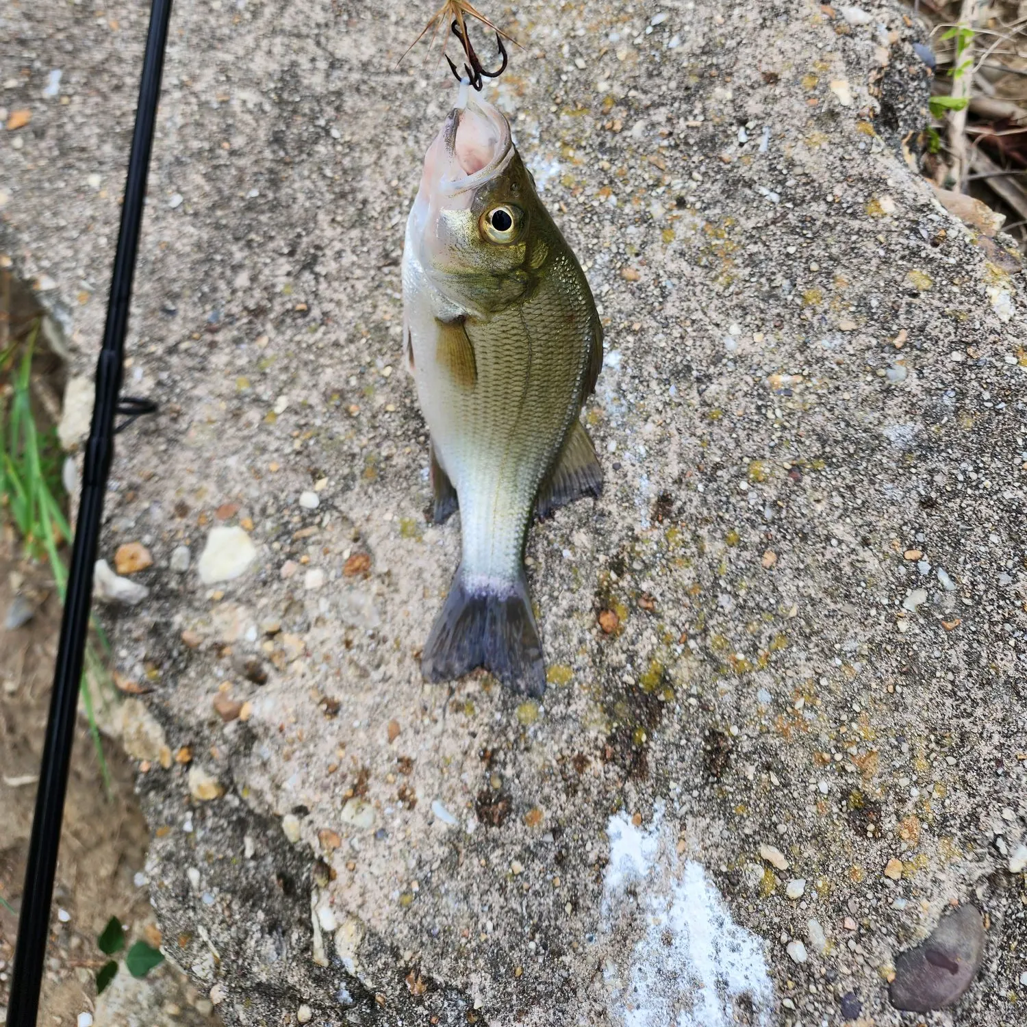 White perch caught on Fishbrain