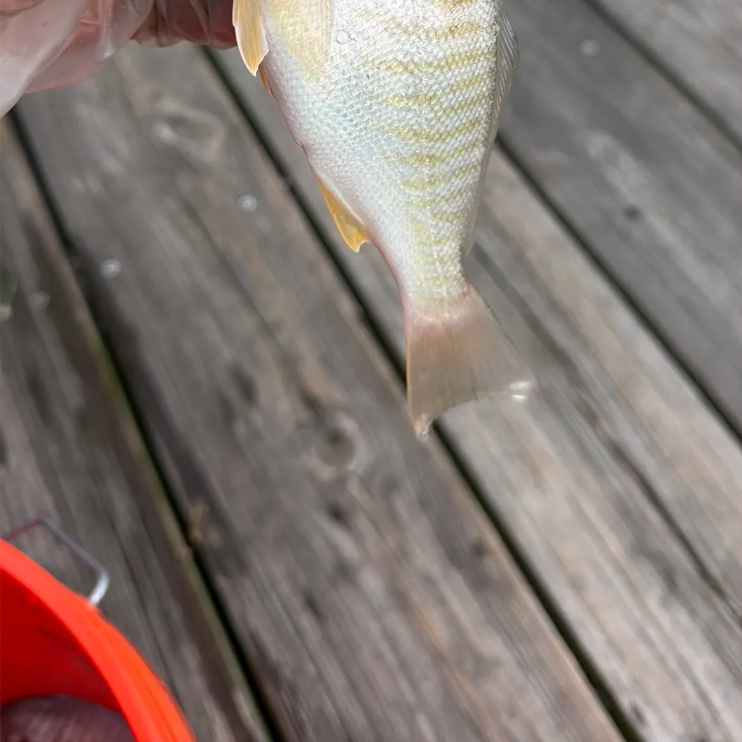 Spot croaker caught on Fishbrain