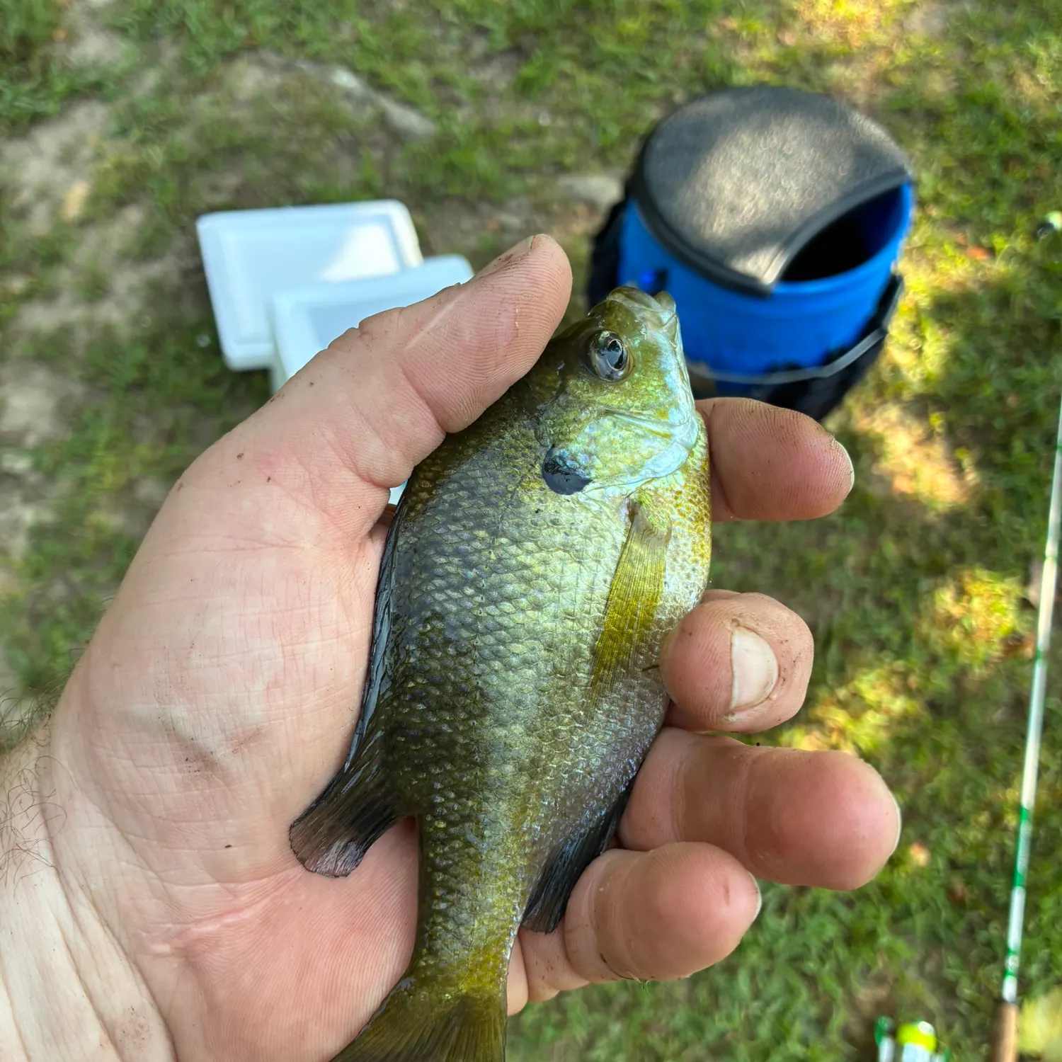 Bluegill caught on Fishbrain