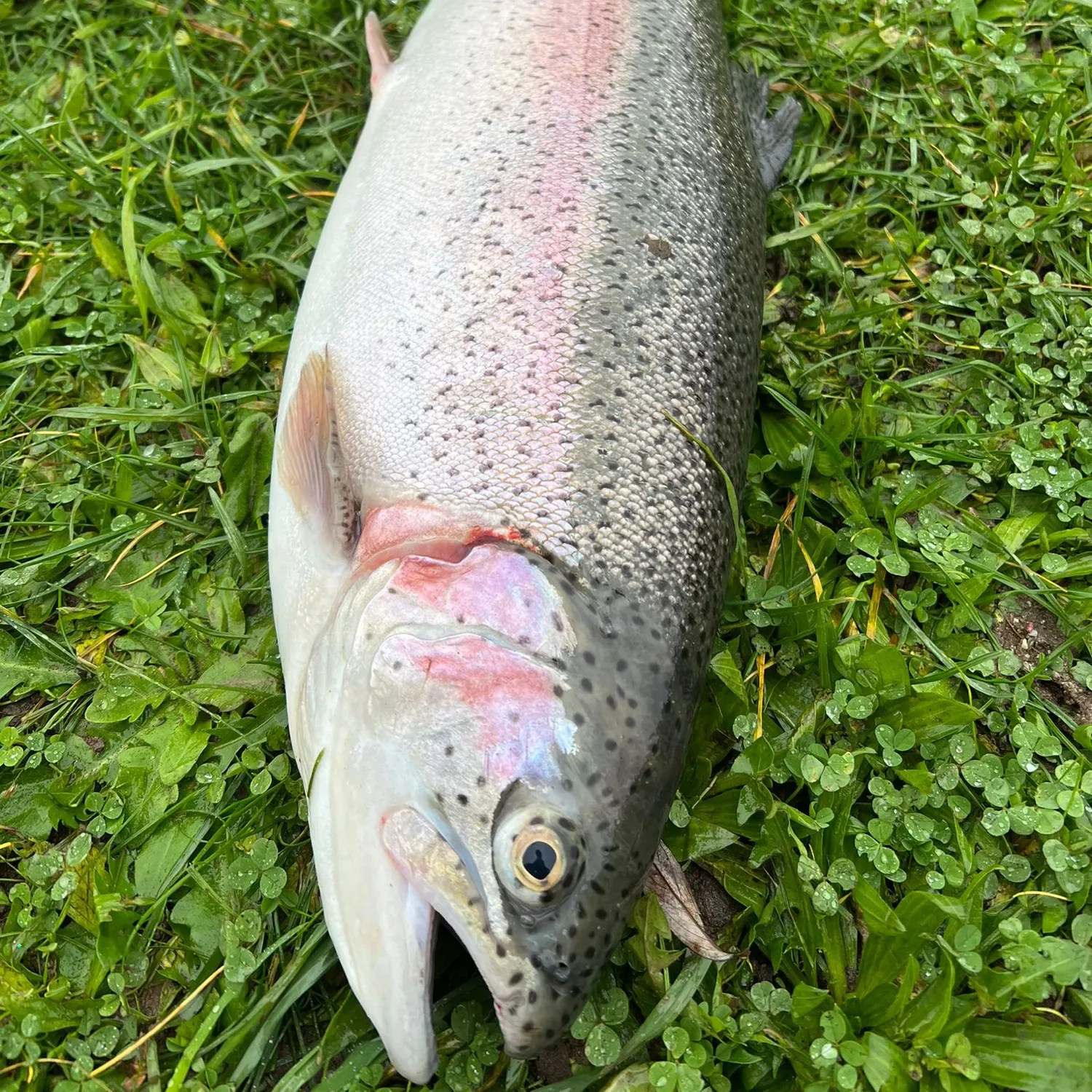 Rainbow trout caught on Fishbrain