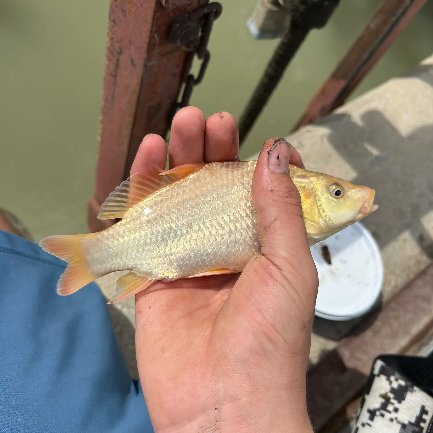 Common carp caught on Fishbrain