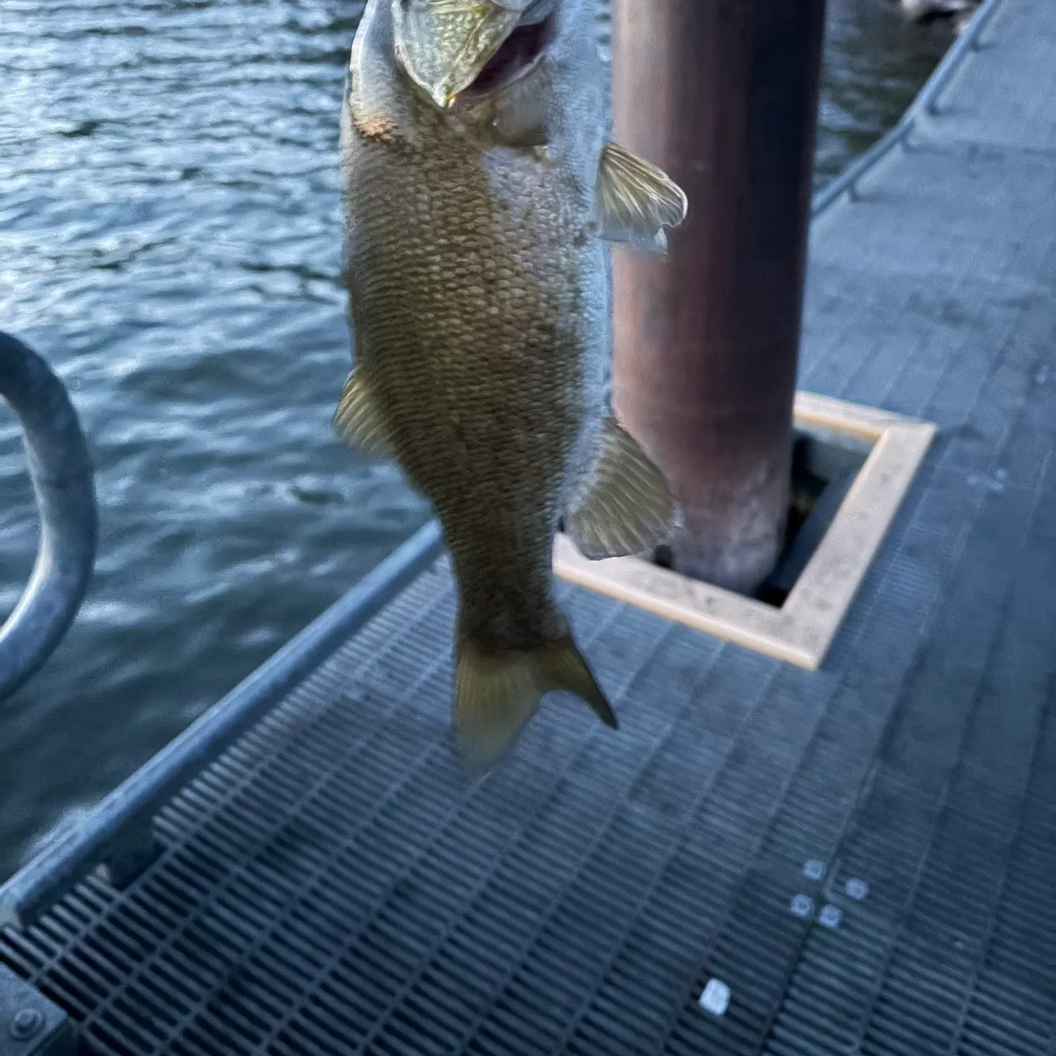 Smallmouth bass caught on Fishbrain