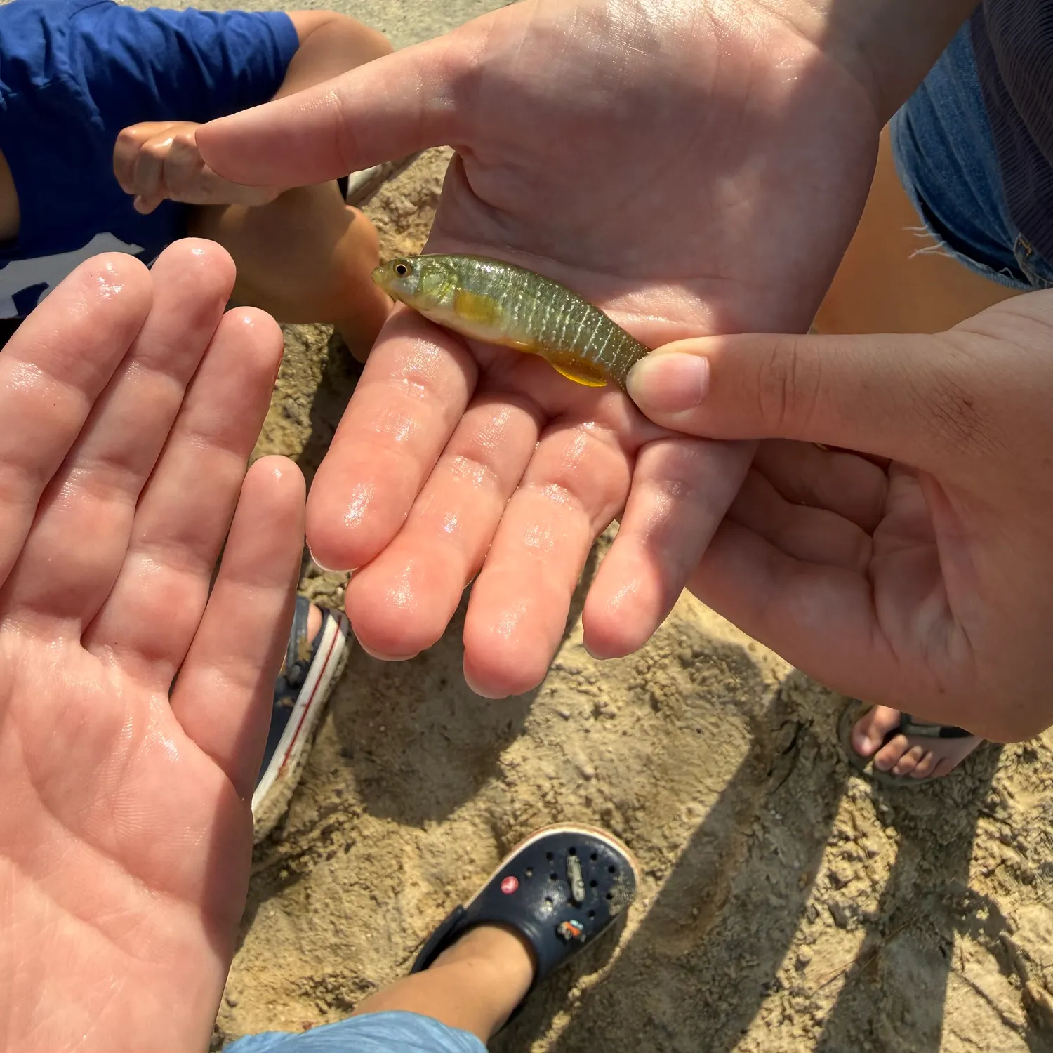 The most recent Striped killifish catches on Fishbrain