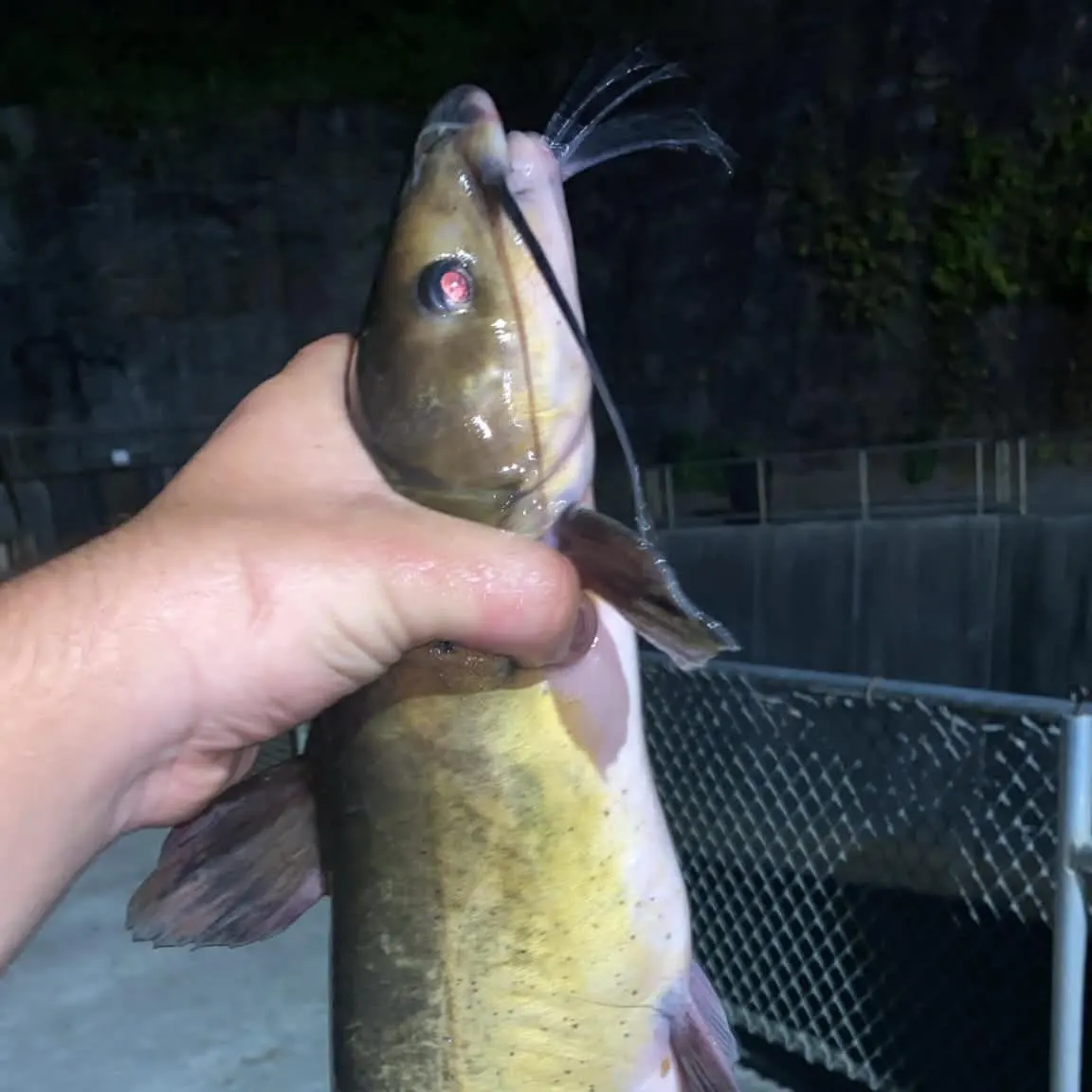Channel catfish caught on Fishbrain
