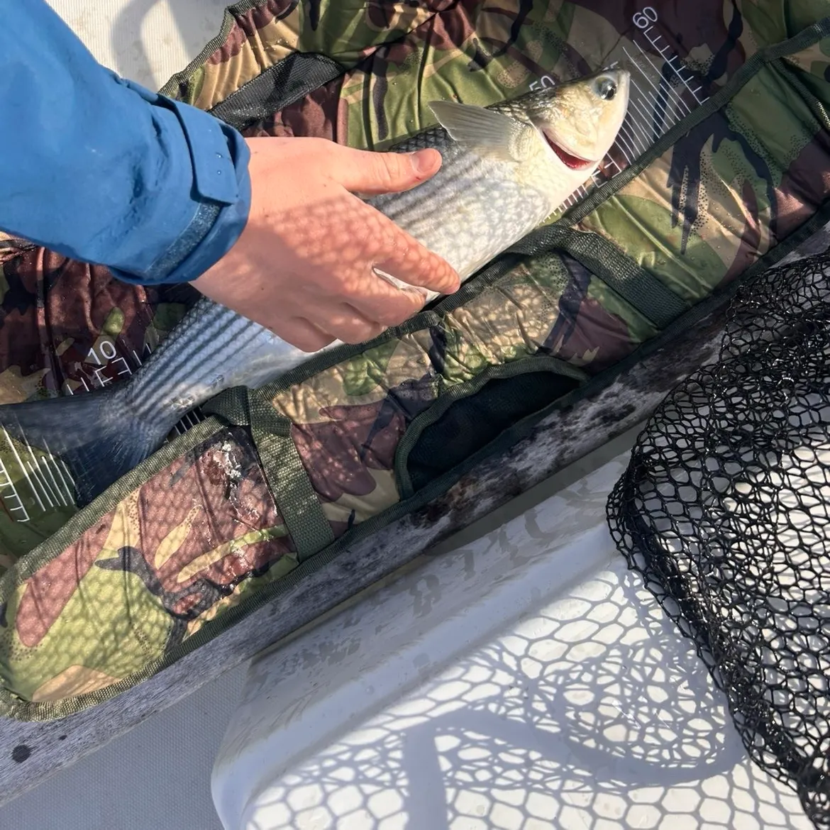Striped mullet caught on Fishbrain