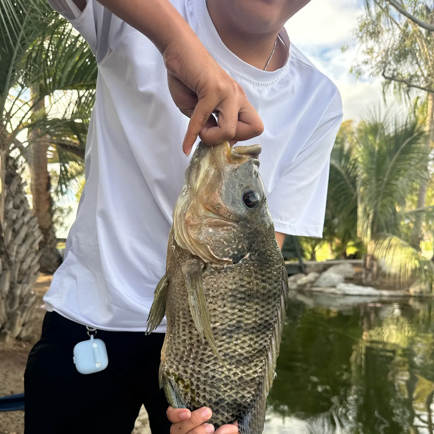 Blue tilapia caught on Fishbrain