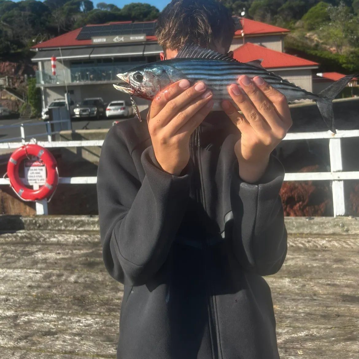 The most recent Australian bonito catches on Fishbrain