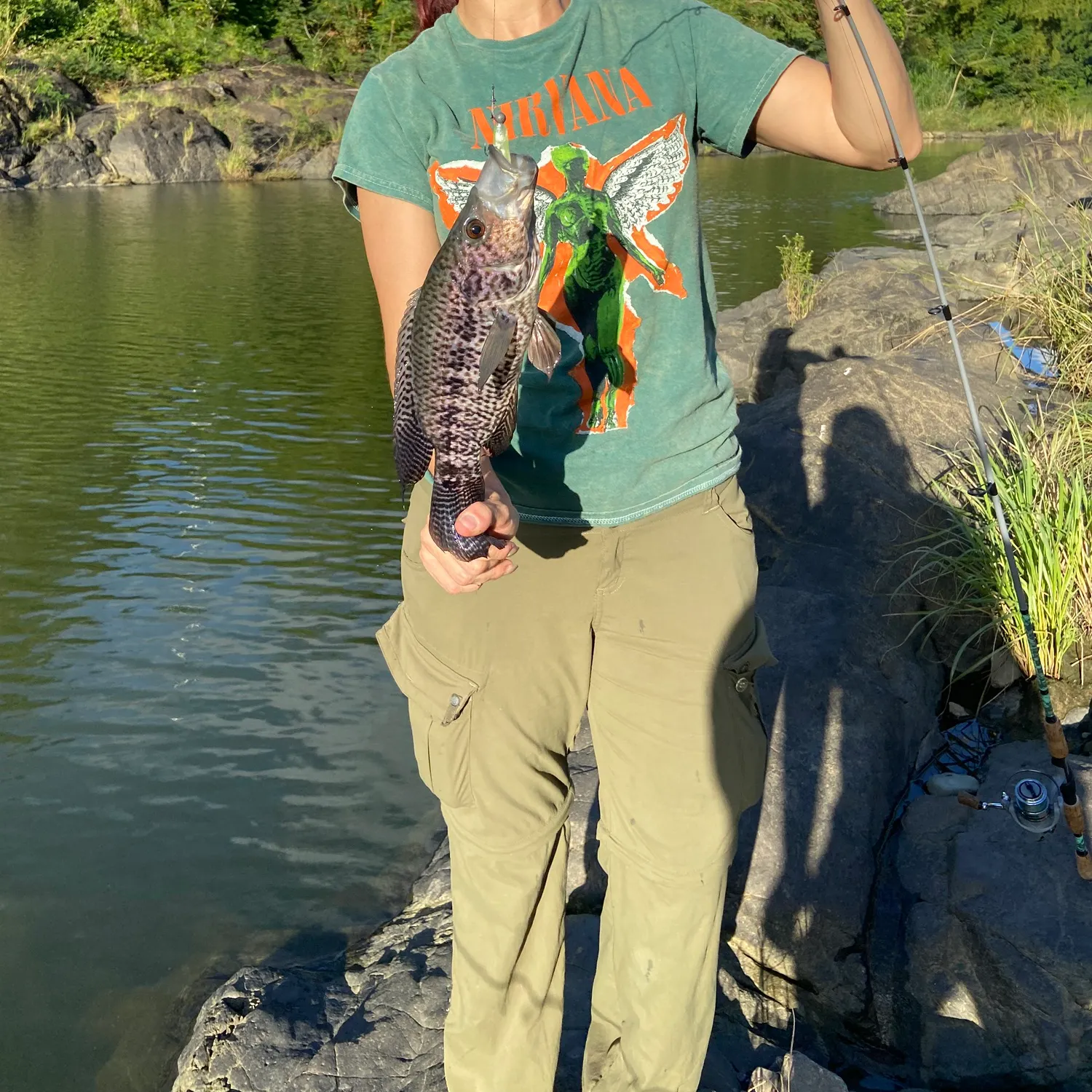 The most recent Wolf cichlid catches on Fishbrain