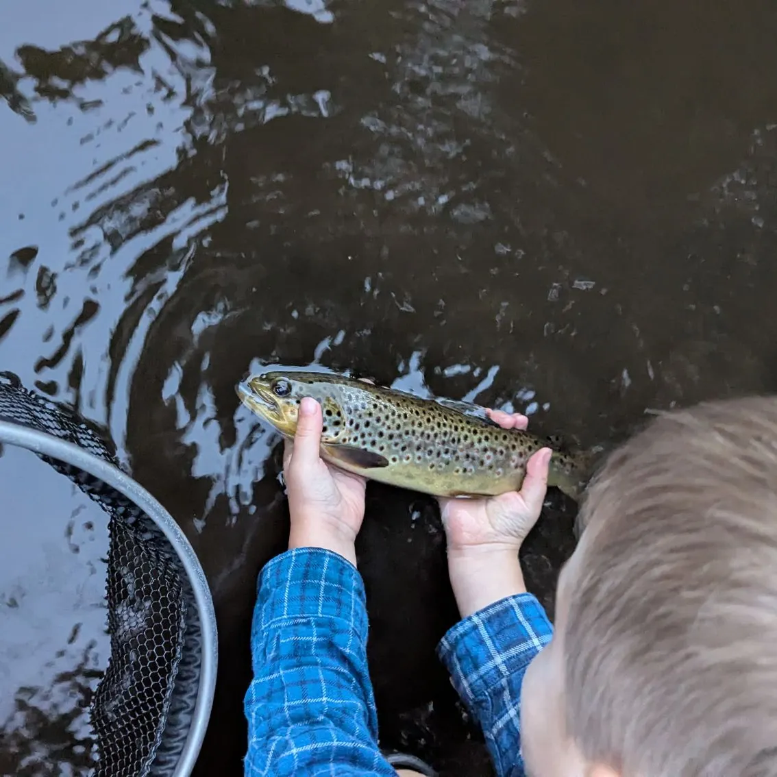 Brown trout caught on Fishbrain