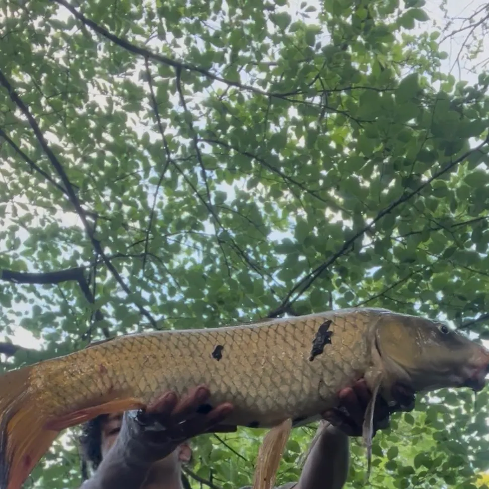 The most recent Ghost carp catches on Fishbrain
