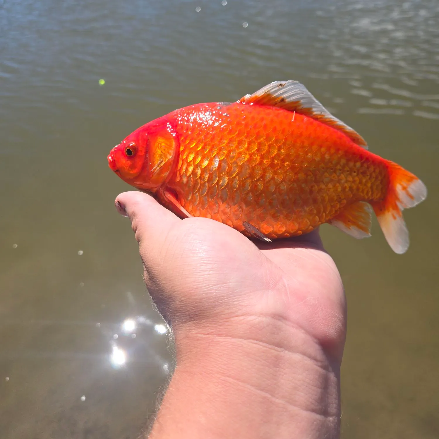 The most recent Goldfish catches on Fishbrain