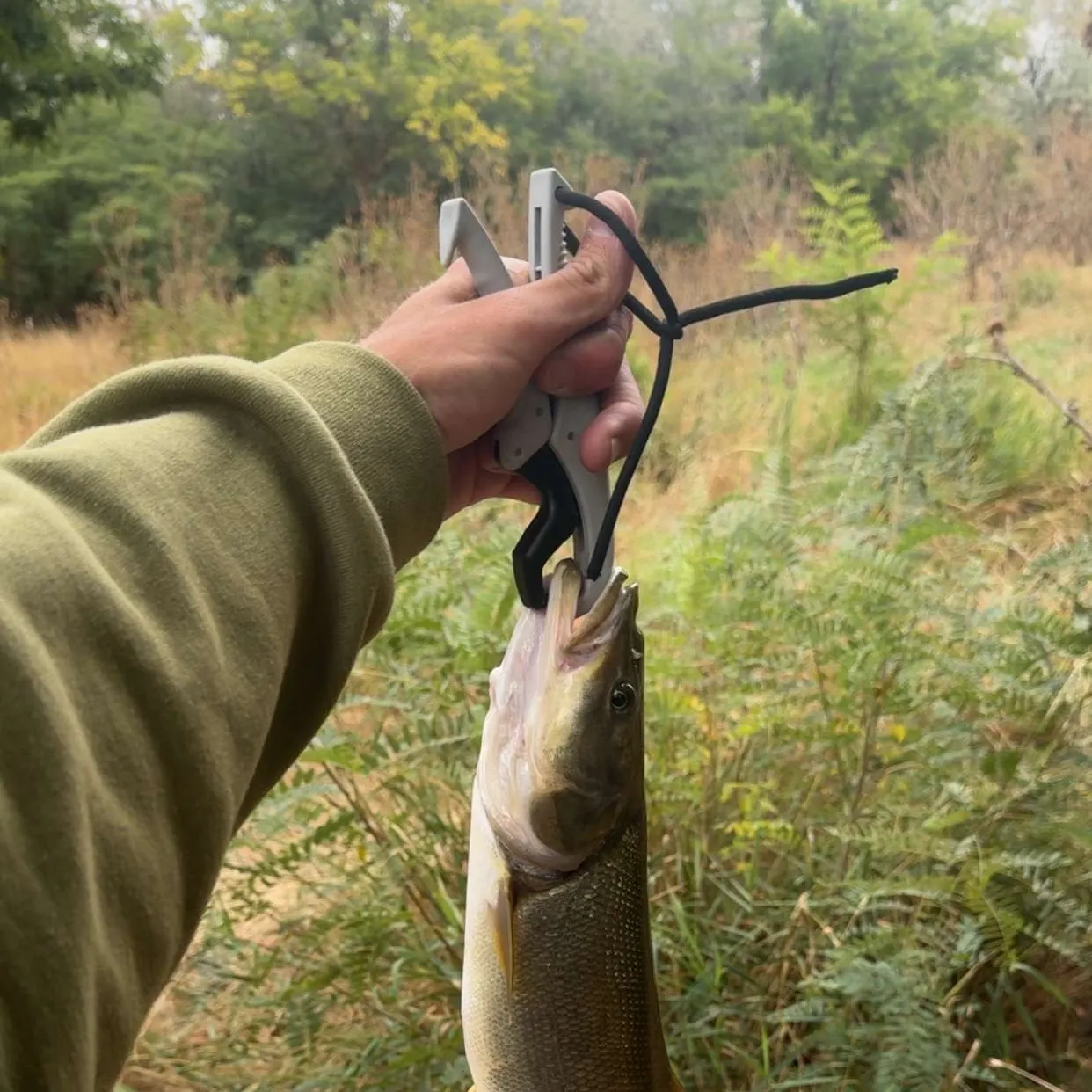 The most recent Northern pikeminnow catches on Fishbrain