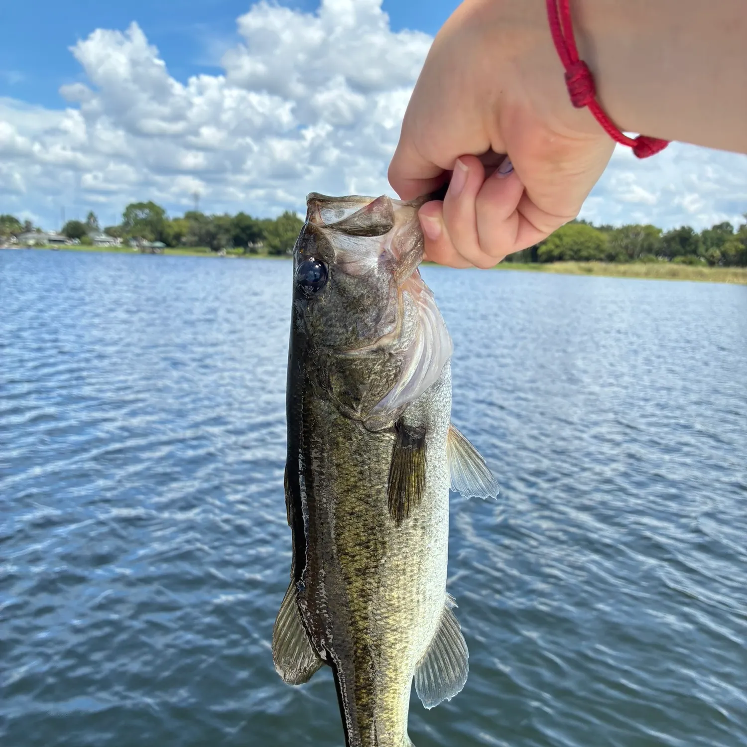 Florida bass caught on Fishbrain