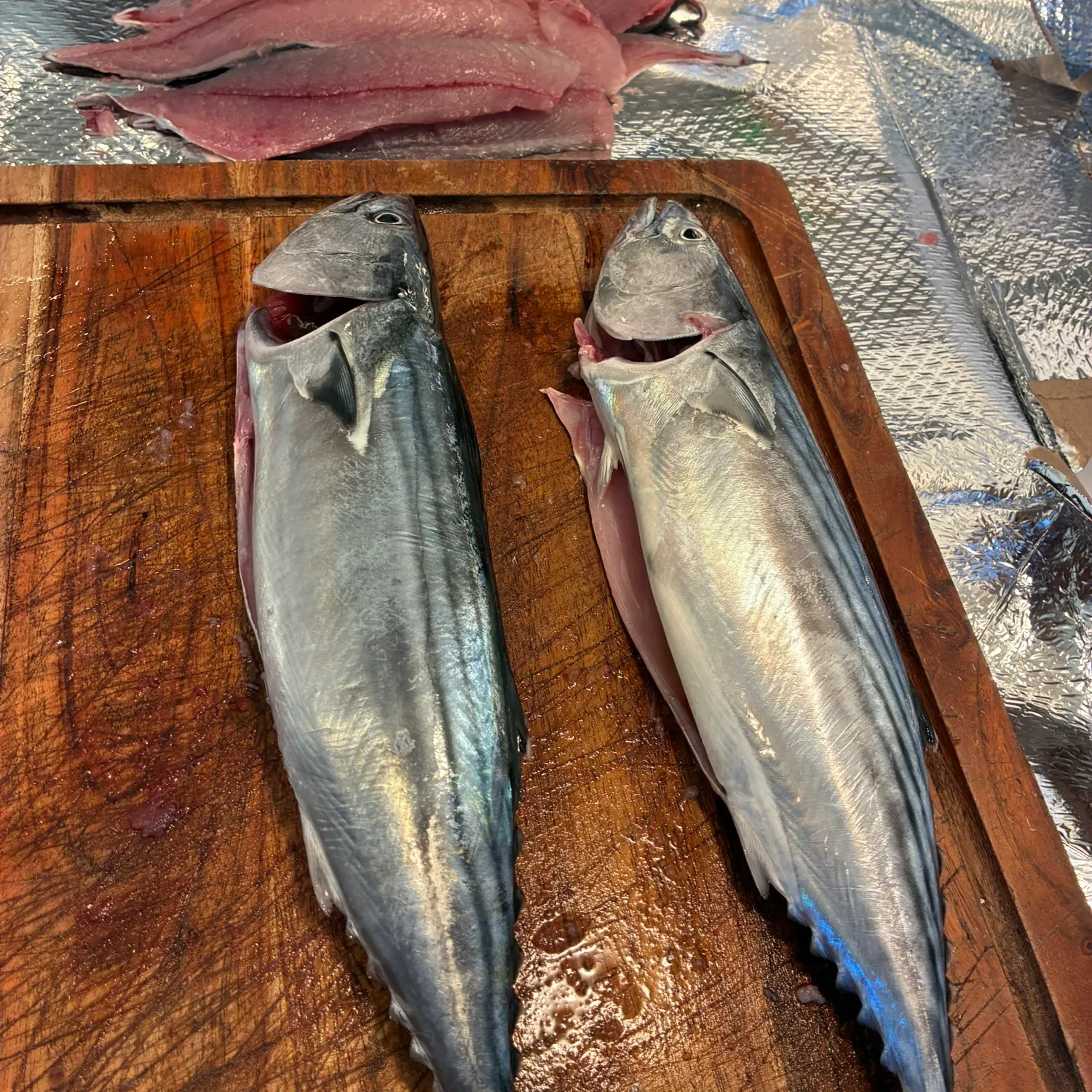 Pacific bonito caught on Fishbrain