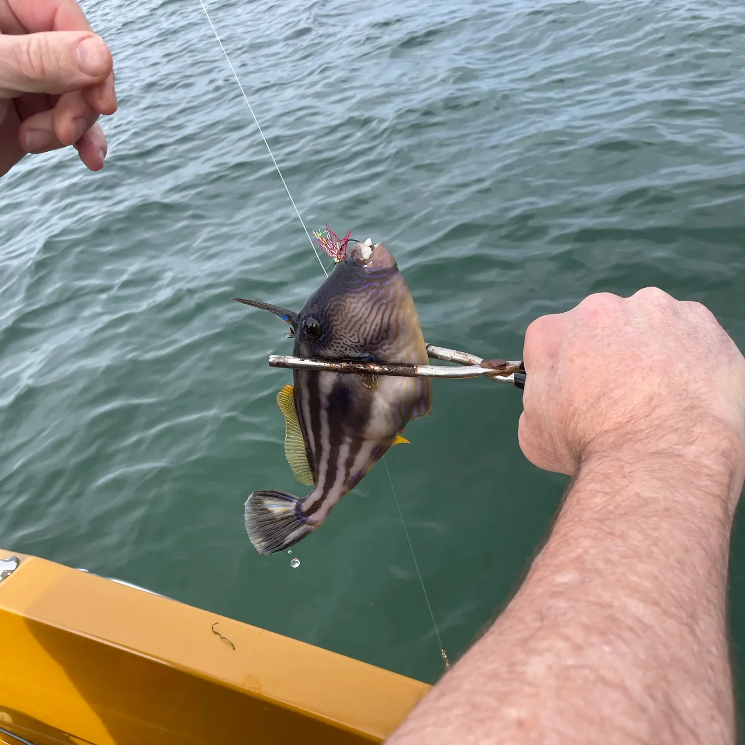 The most recent Yellowfin leatherjacket catches on Fishbrain