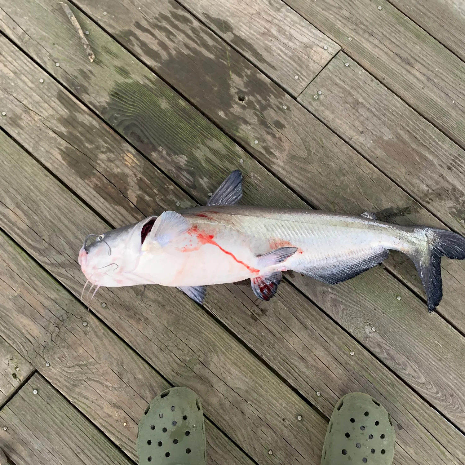 catch