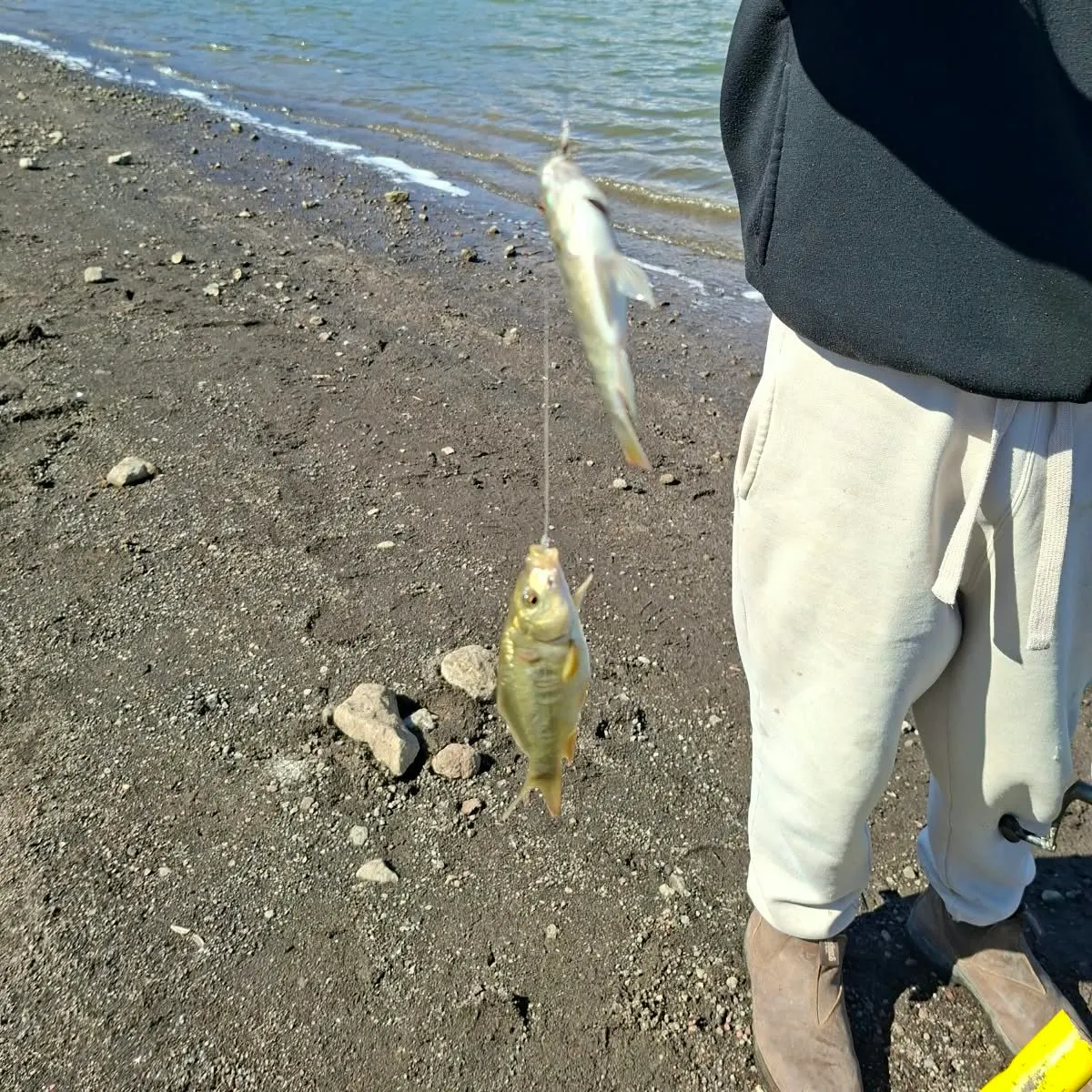 Mirror carp caught on Fishbrain