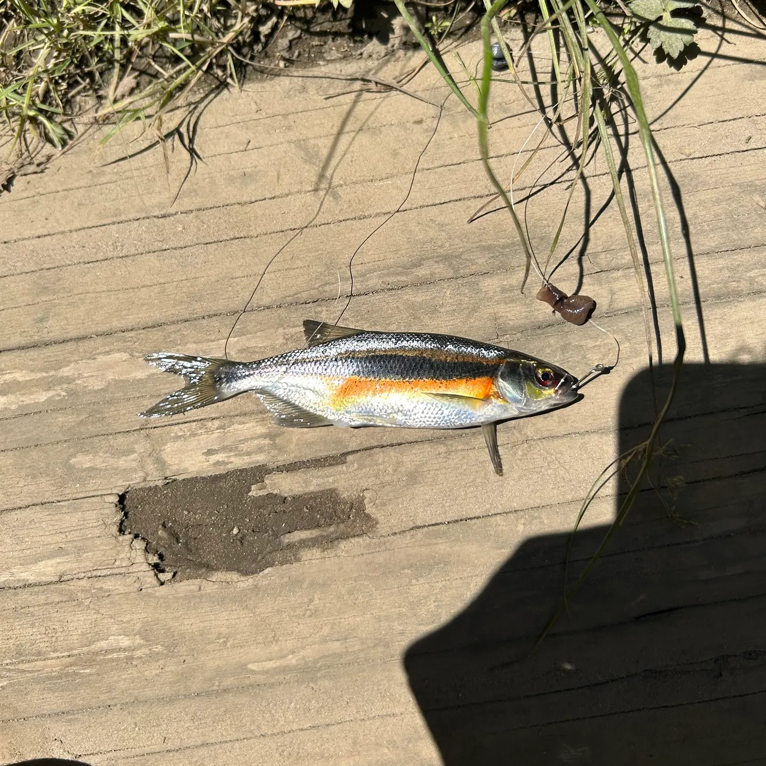 The most recent Redside shiner catches on Fishbrain