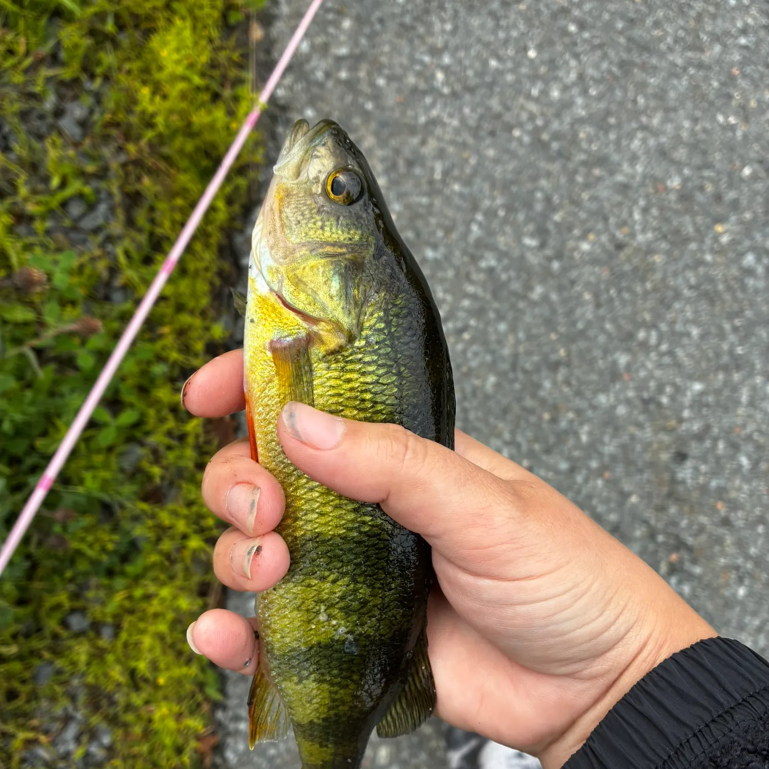 Yellow perch caught on Fishbrain