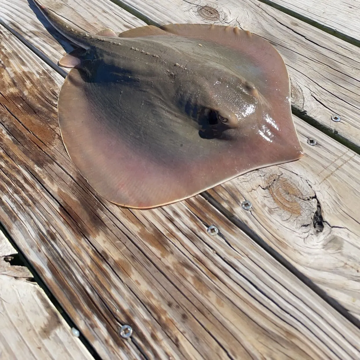 The most recent Atlantic stingray catches on Fishbrain