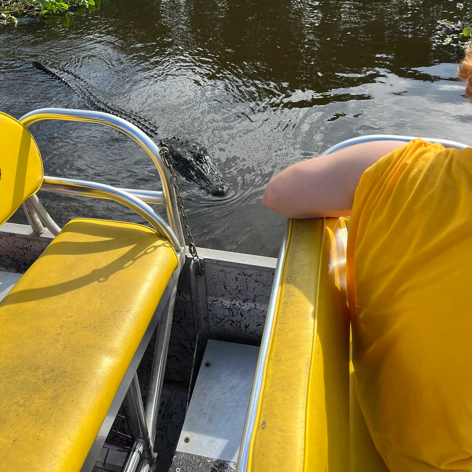 The most recent Alligator x longnose gar catches on Fishbrain