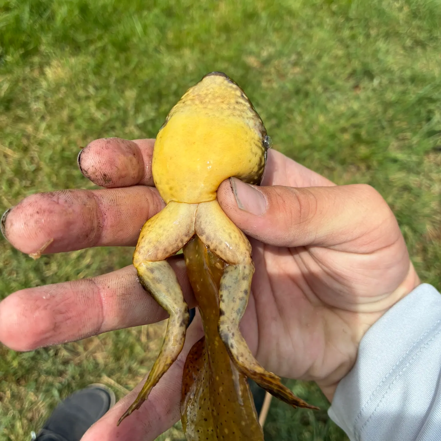 The most recent Tadpole madtom catches on Fishbrain