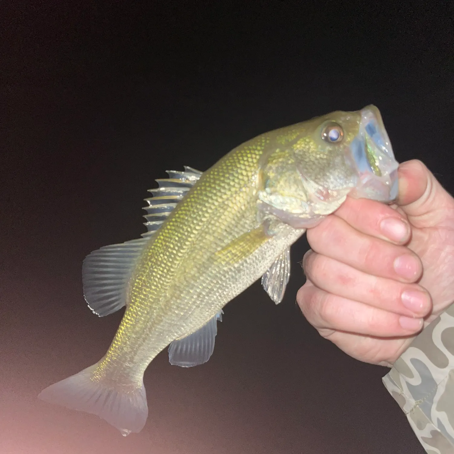 Largemouth bass caught on Fishbrain