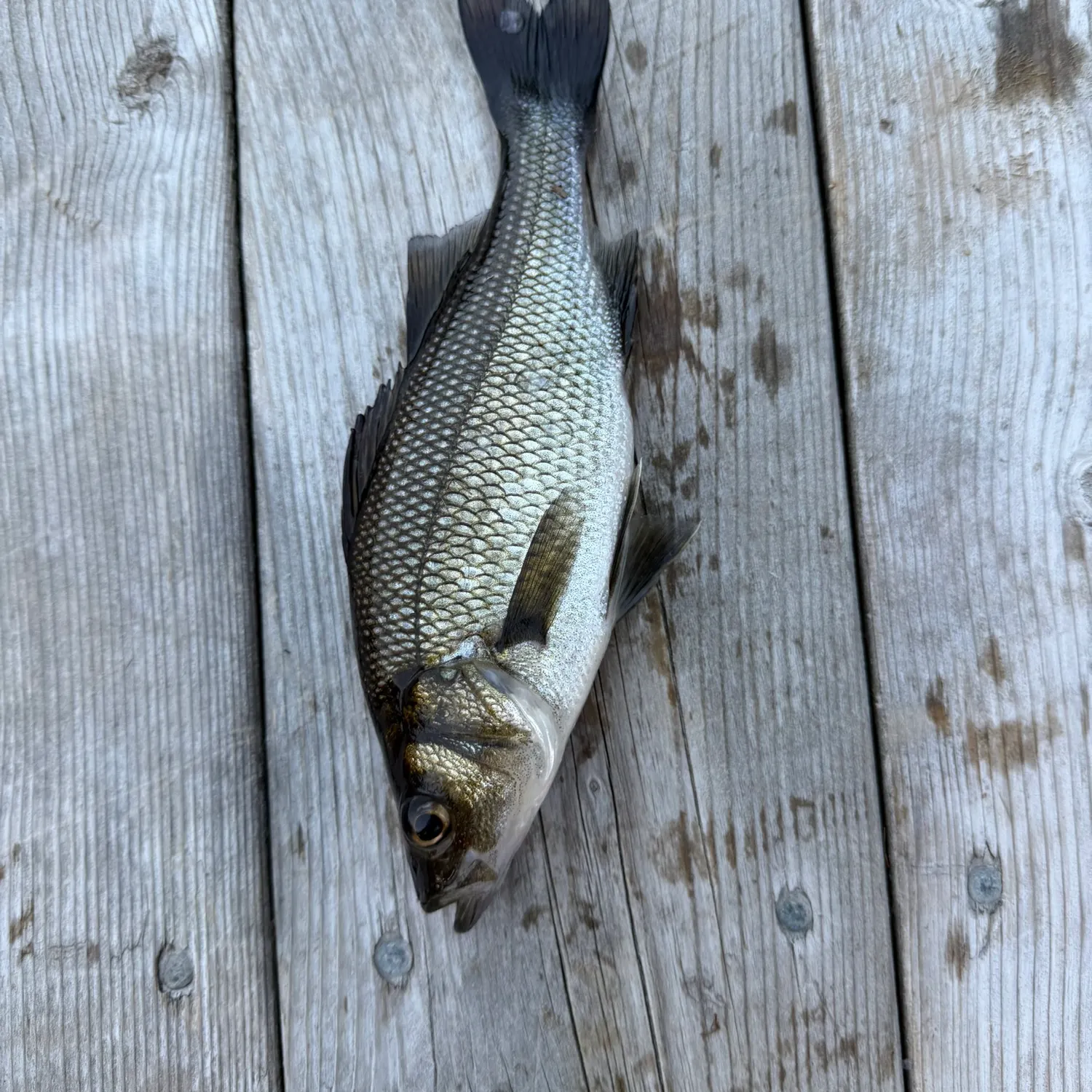 Fish caught on Fishbrain