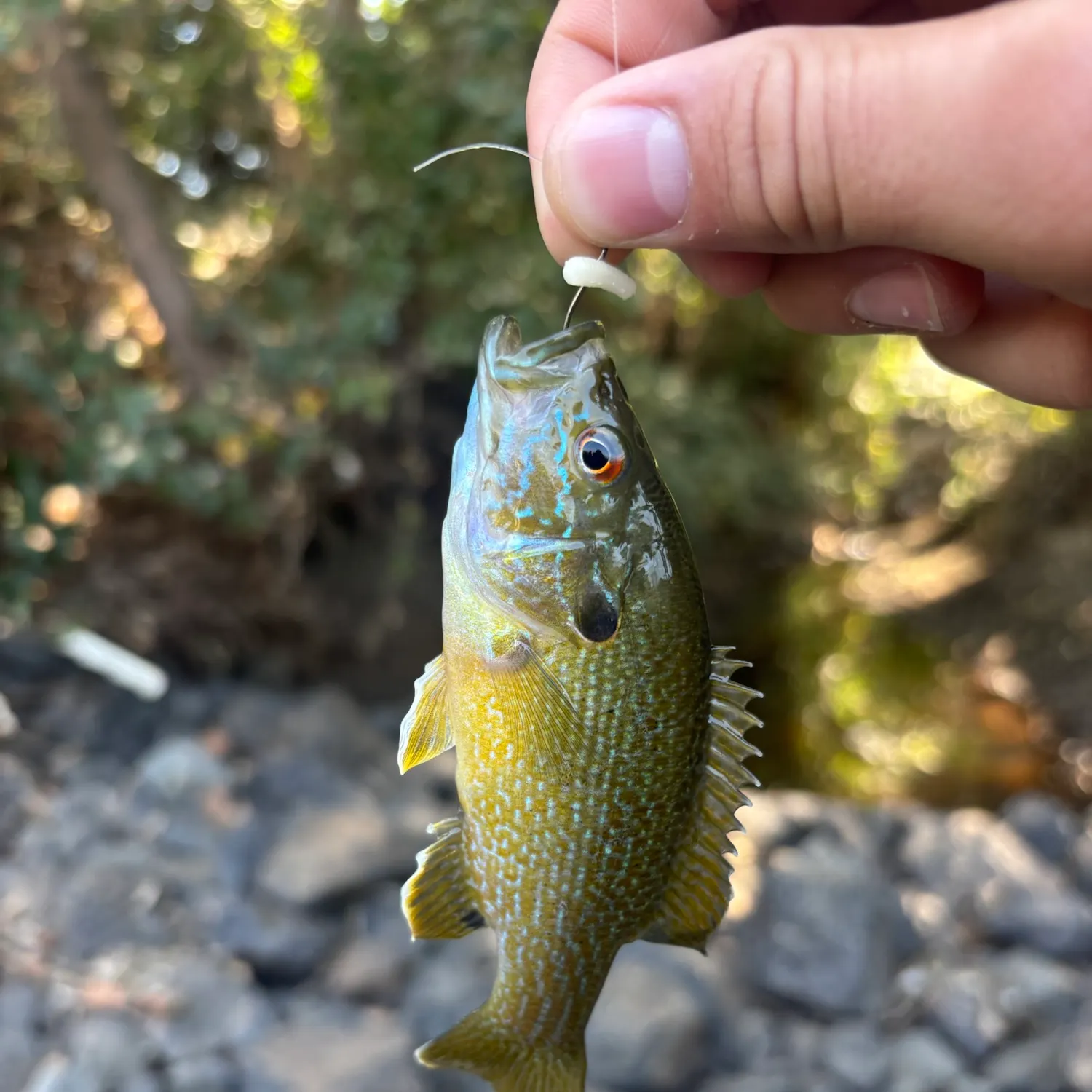 Green sunfish caught on Fishbrain