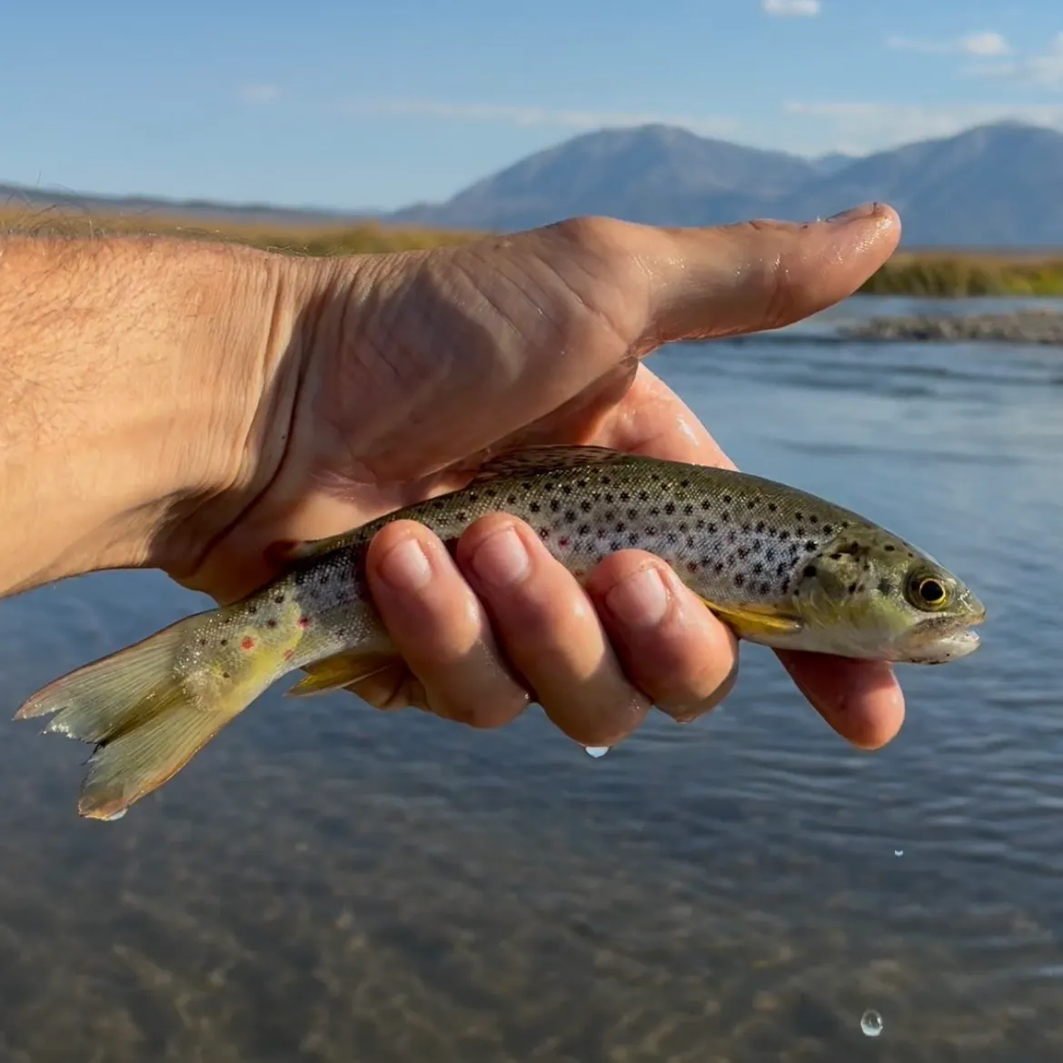 Brown trout caught on Fishbrain
