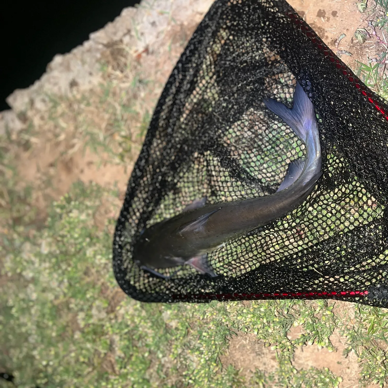 Channel catfish caught on Fishbrain
