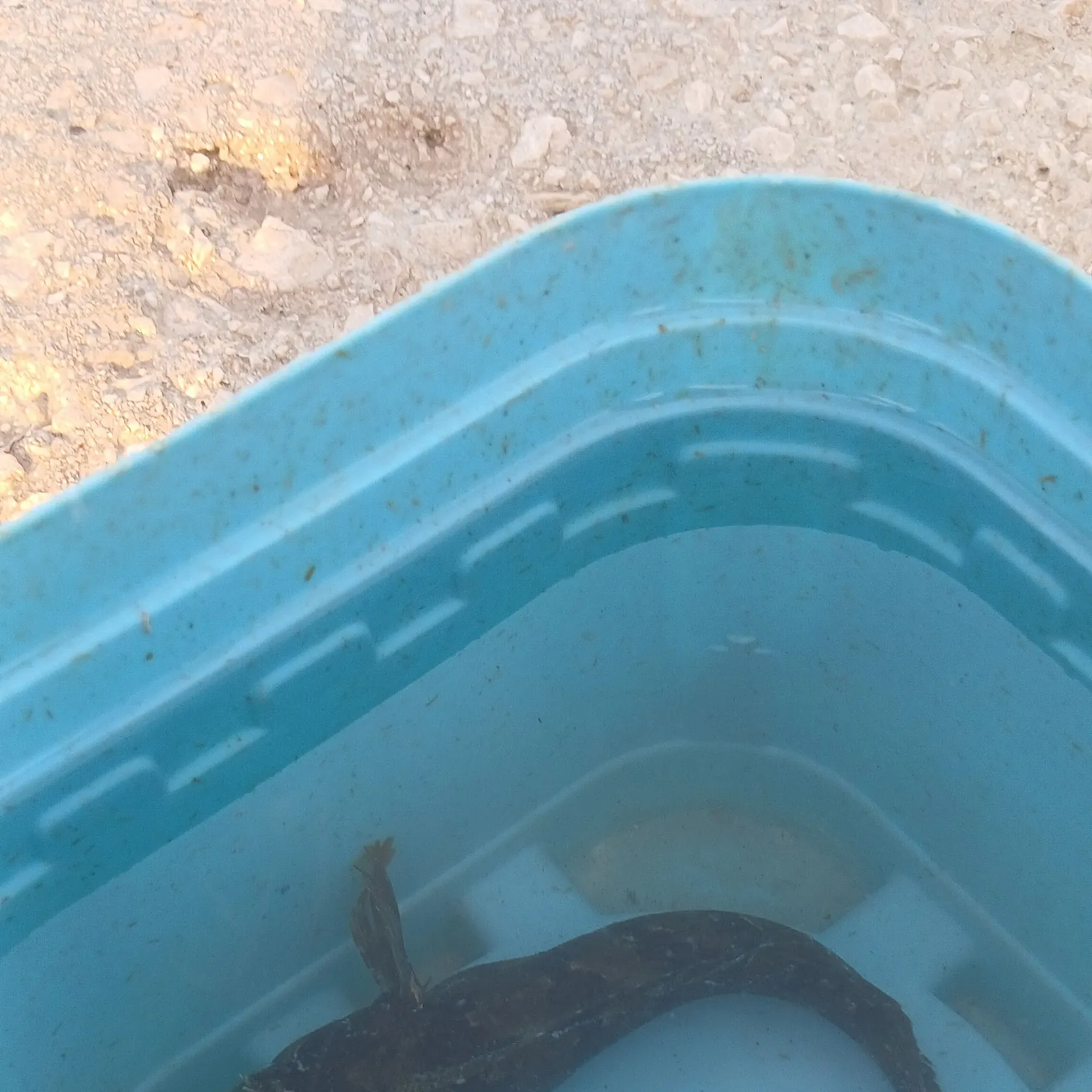 Fish caught on Fishbrain