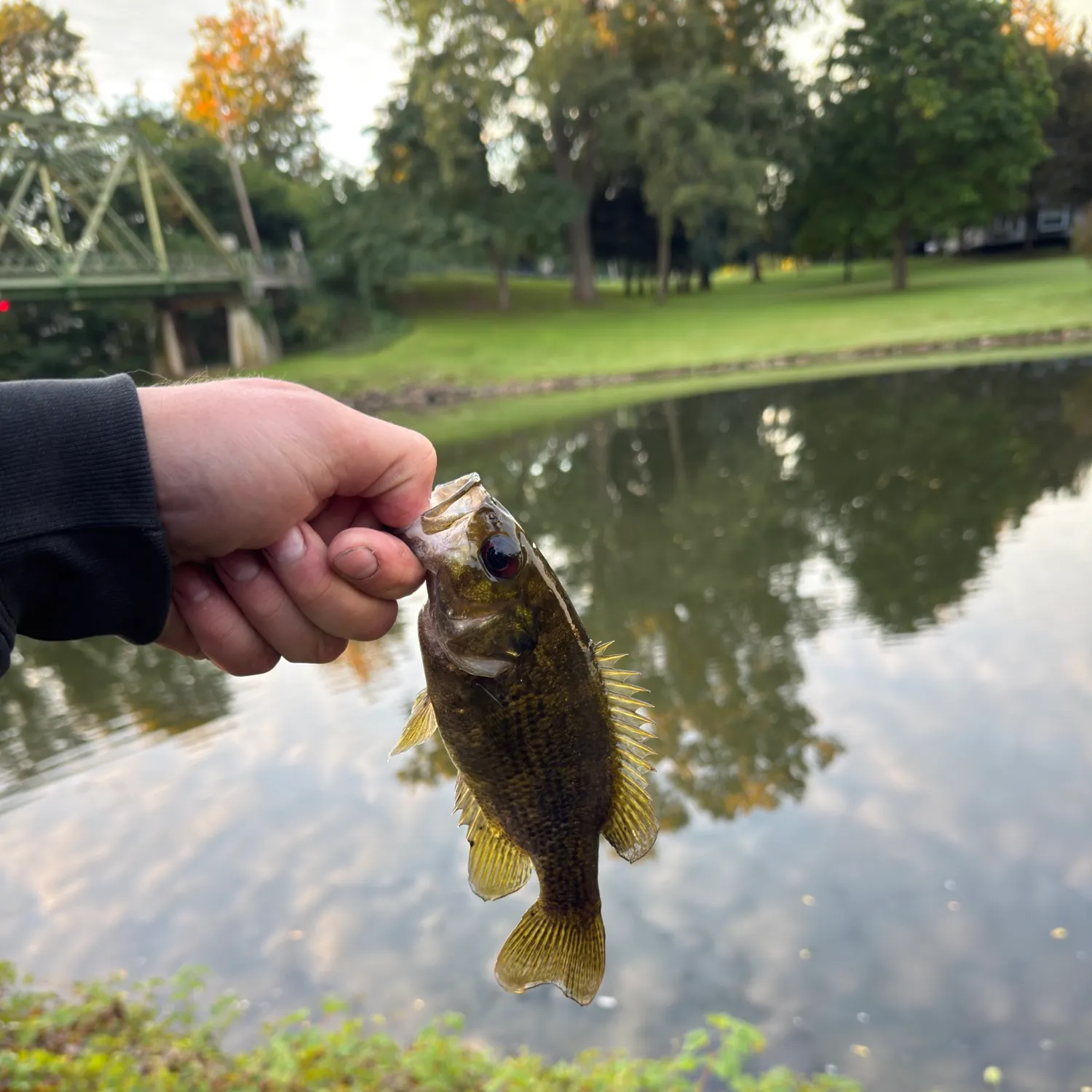 Rock bass caught on Fishbrain