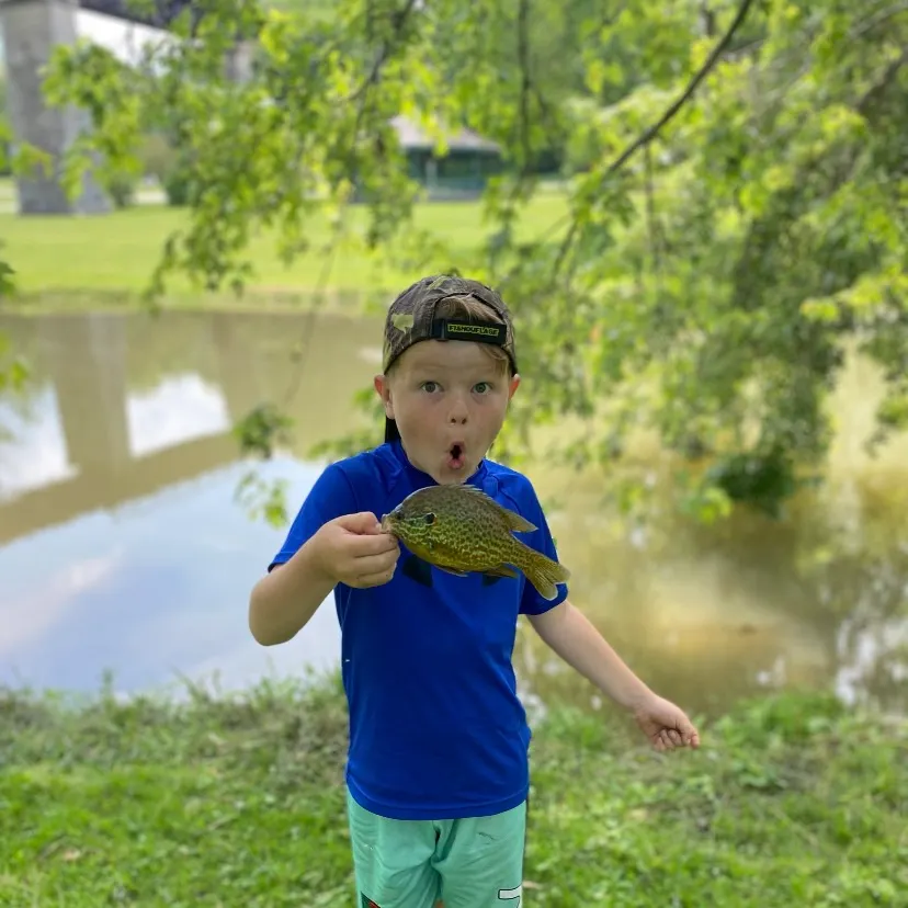 The most recent Pumpkingill hybrid catches on Fishbrain