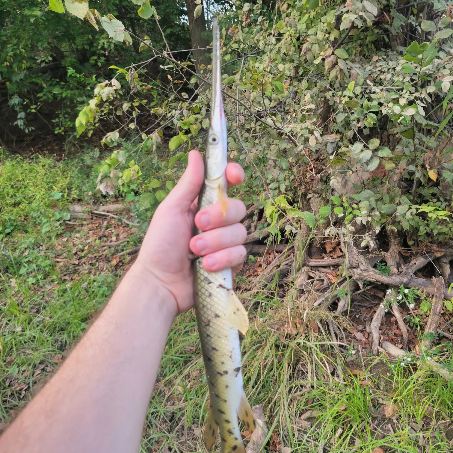 Longnose gar caught on Fishbrain