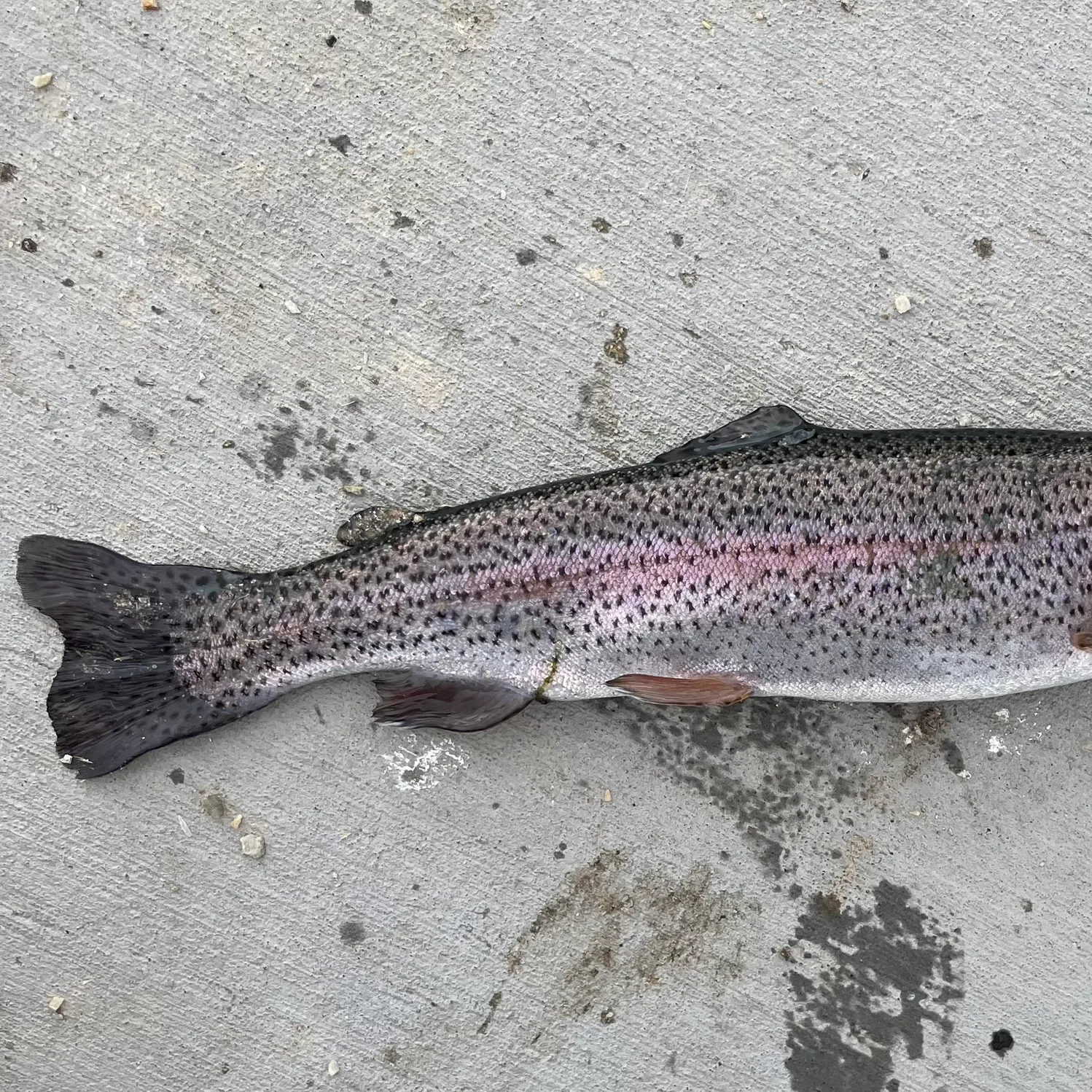 Rainbow trout caught on Fishbrain
