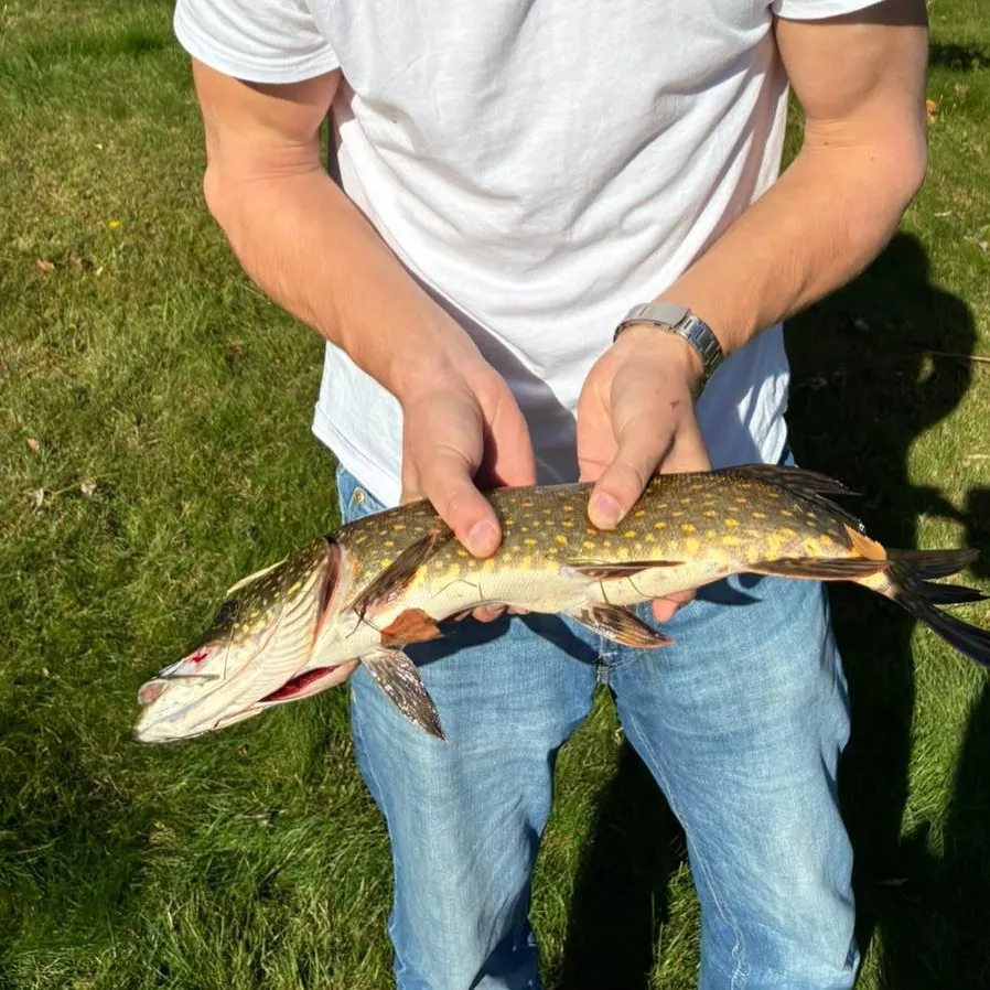 Northern pike caught on Fishbrain