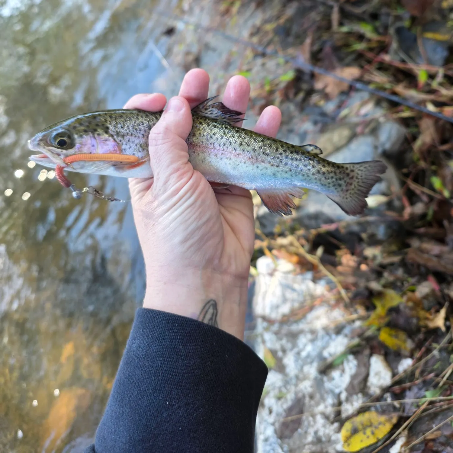 Rainbow trout caught on Fishbrain