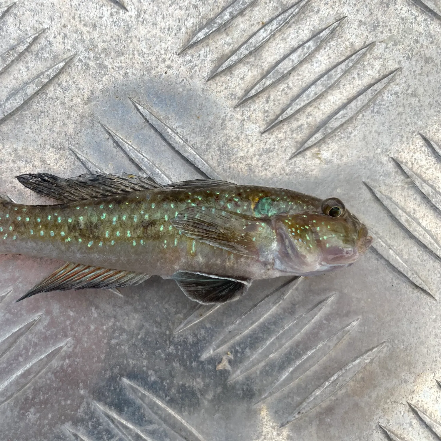 The most recent Spotted green goby catches on Fishbrain
