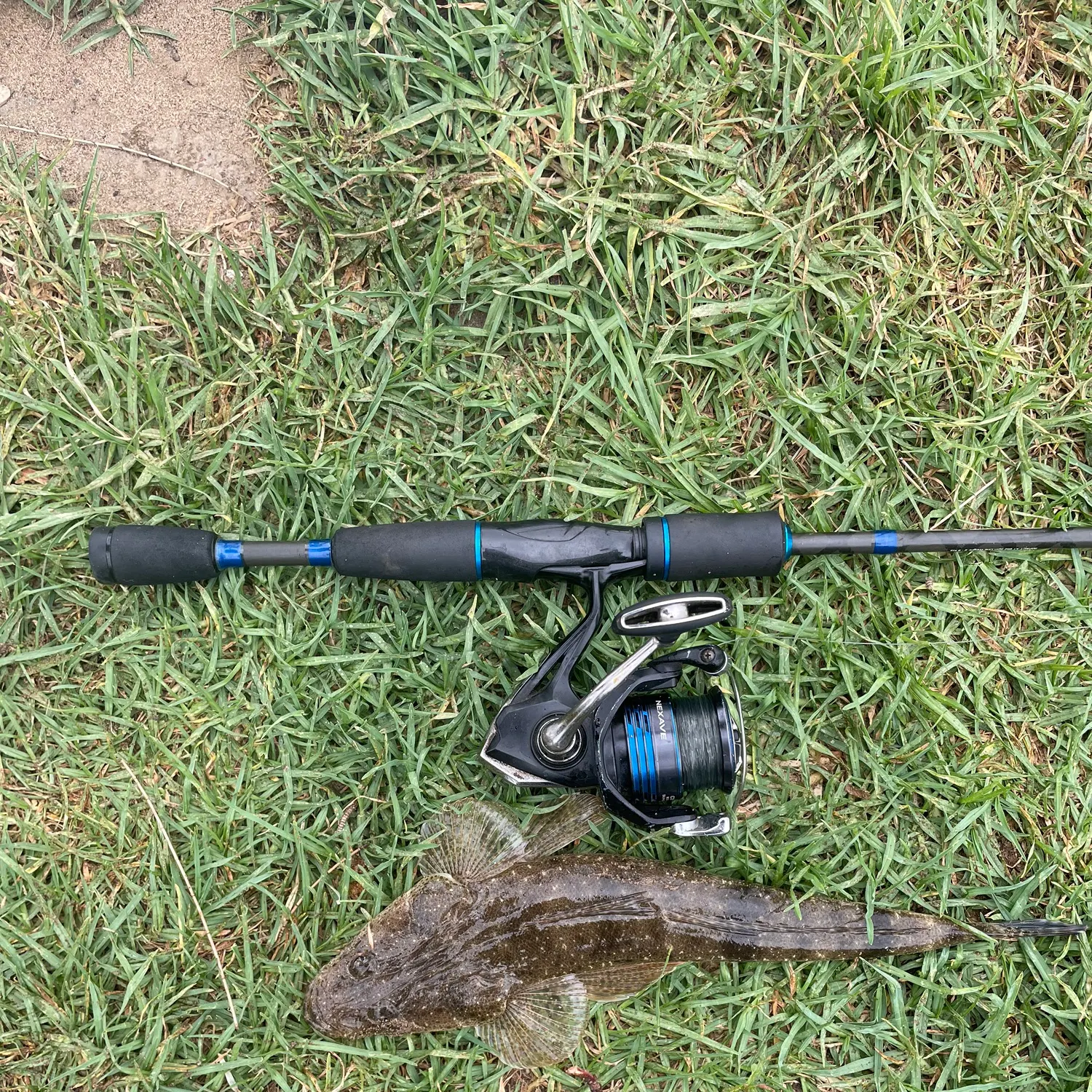 The most recent Dusky flathead catches on Fishbrain