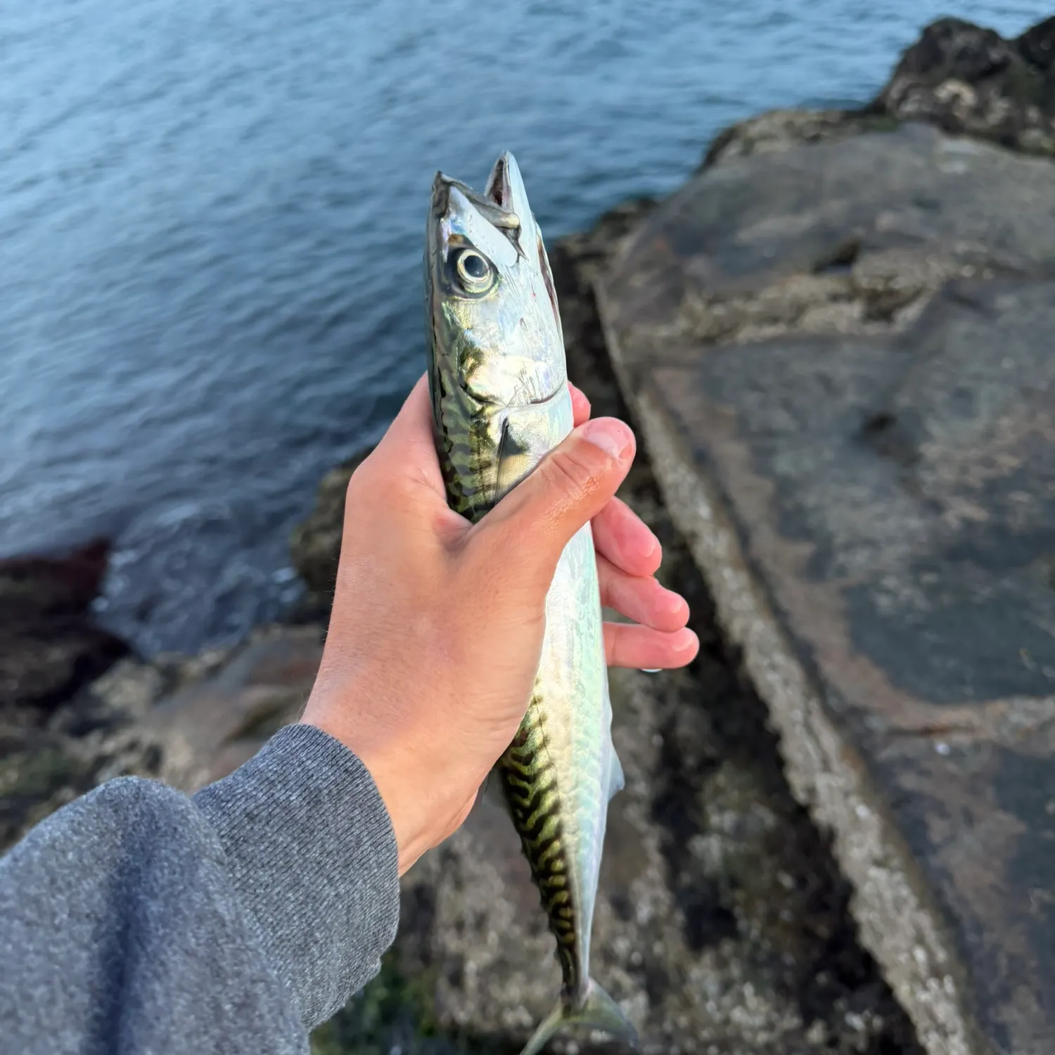 Atlantic mackerel caught on Fishbrain