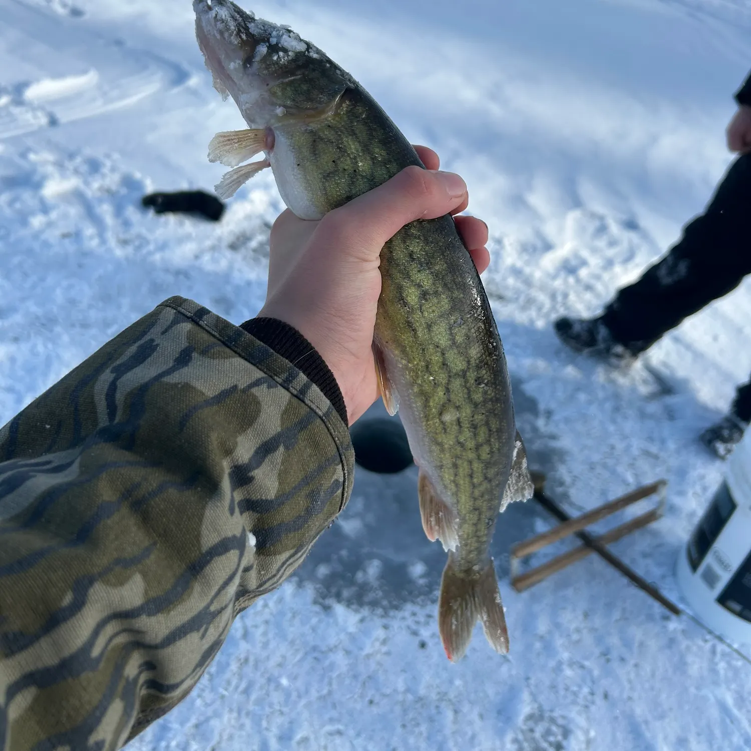 The most recent Chain pickerel catches on Fishbrain