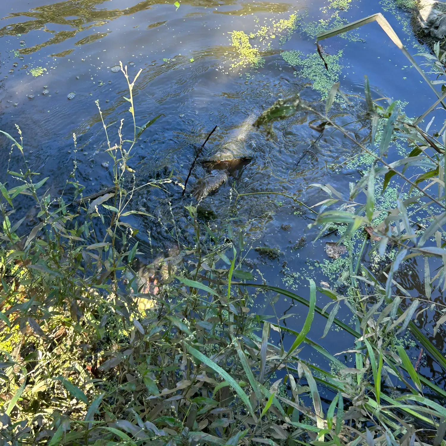 Common snapping turtle caught on Fishbrain